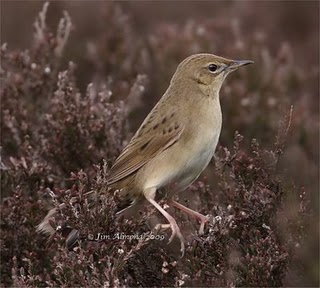 Grasshopper Warbler